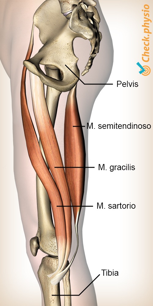 rodilla pes anserine músculos sartorio gracilis semitendinosos pata de ganso