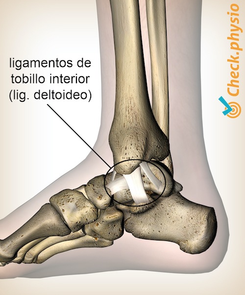 tobillo ligamento deltoideo medial interno